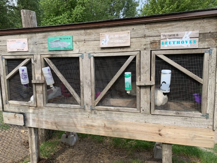 Petting Zoo